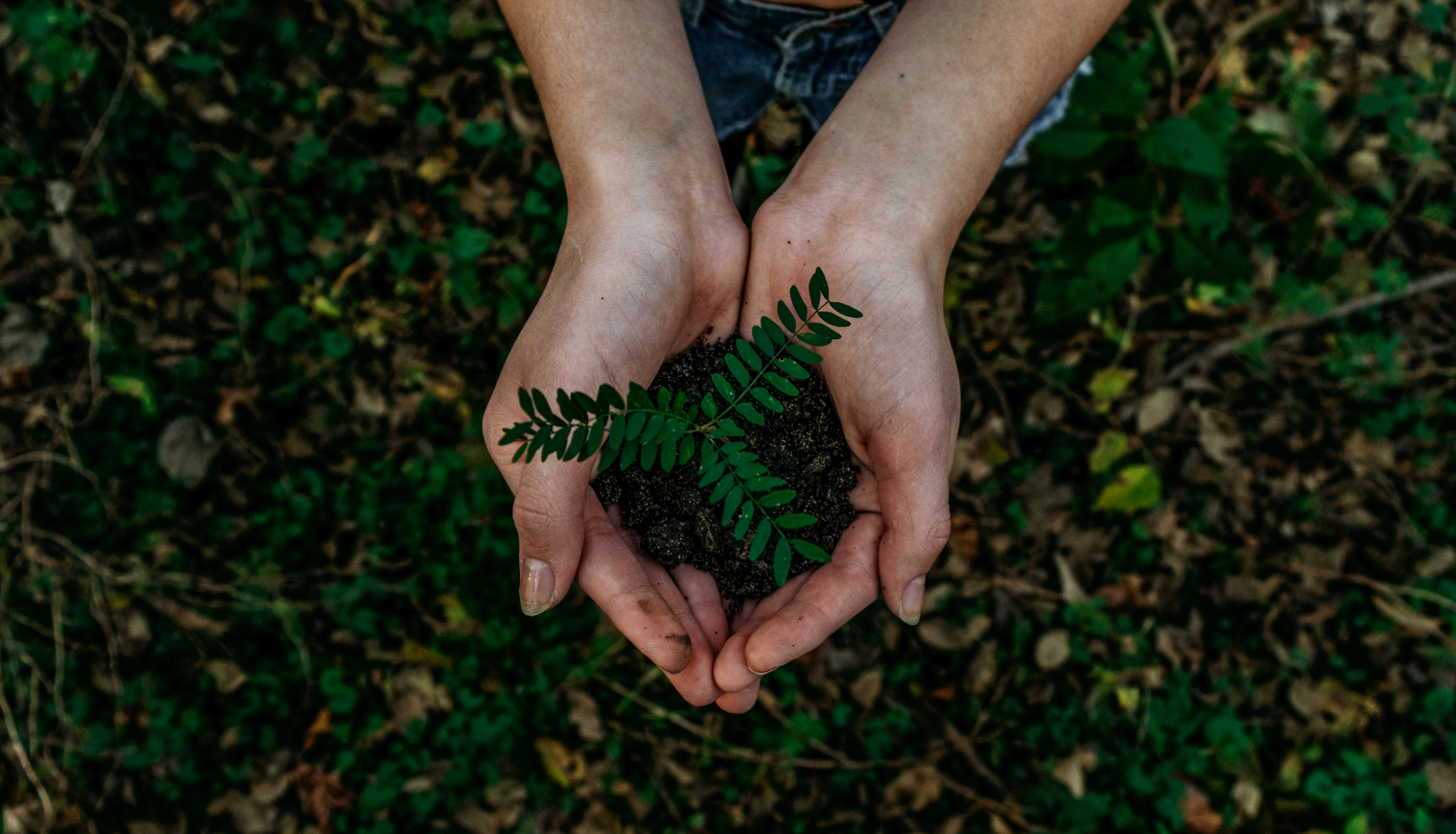 Naturaleza Perijá